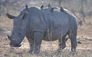 3 Night 4 Day “Big 5” Kruger Park Safari